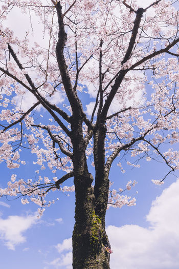 Low angle view of tree against sky