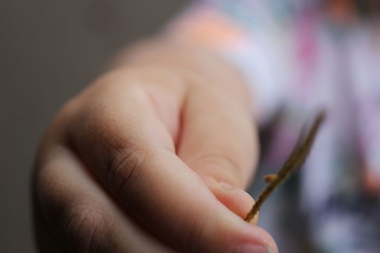 Cropped hand holding twig