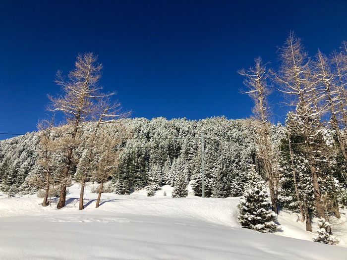 Pine trees on snow covered land against clear blue sky