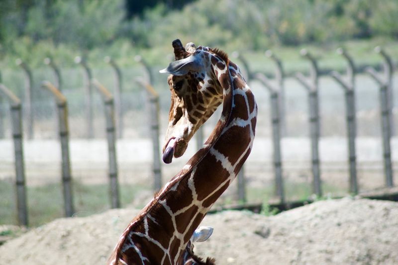 Close-up of giraffe at zoo