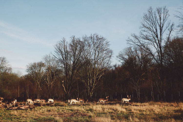 Herd of deer on field at richmond park