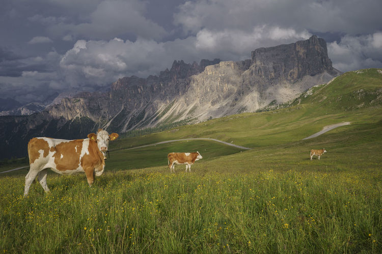 Cows standing on grassy field against cloudy sky