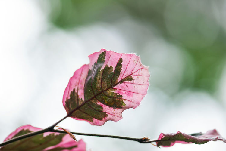 Close-up of pink flowering plant during autumn