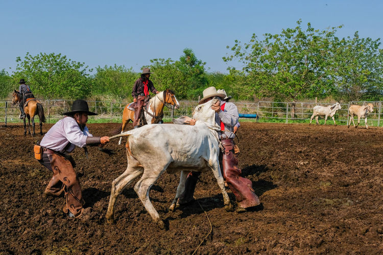 Group of people riding horses on land