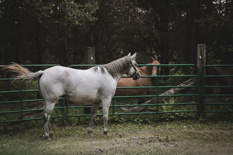 Grey mare quarter horse in round pen meeting buckskin horse