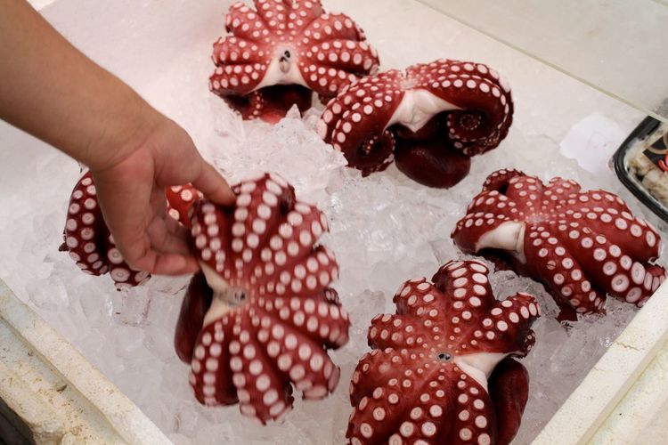 Cropped hand of person holding octopus over ice