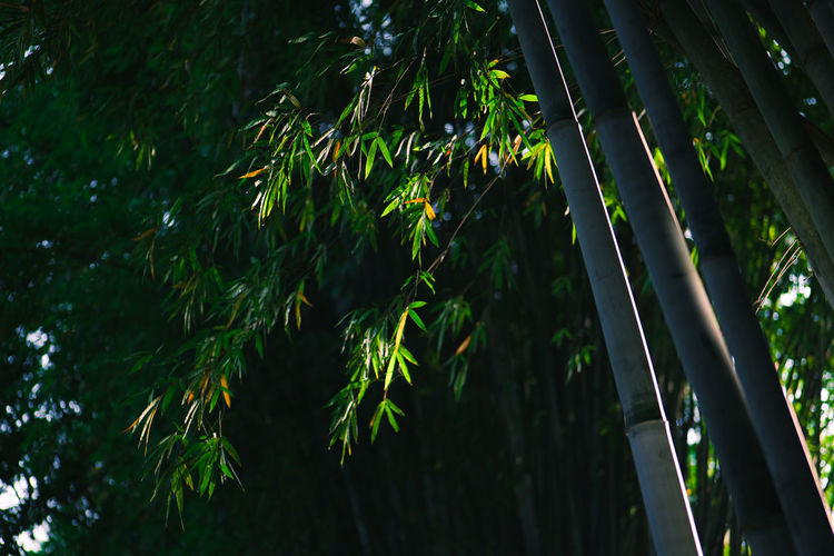 Low angle view of trees in forest