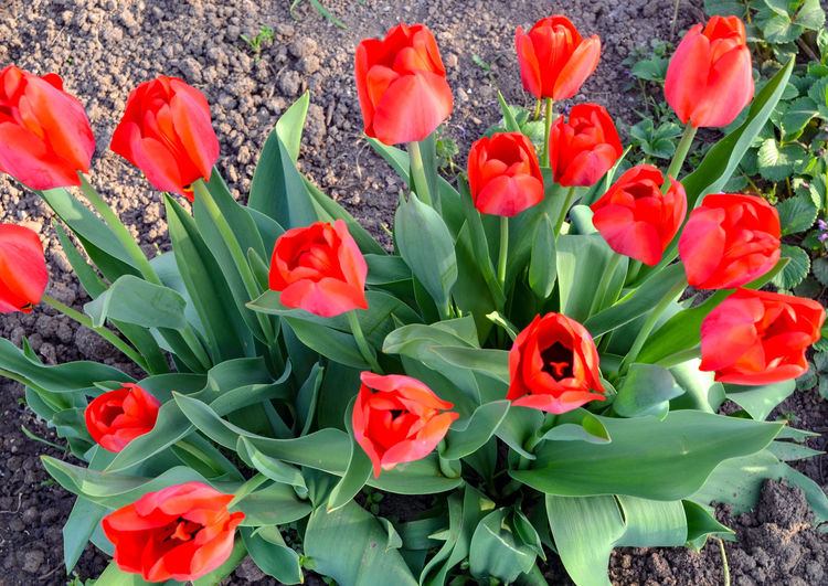 High angle view of red tulips