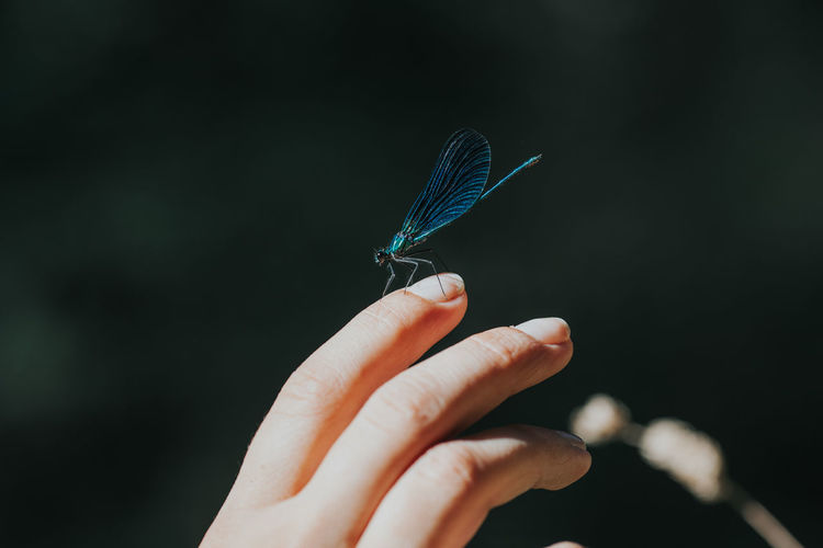 Cropped hand of woman holding damselfly