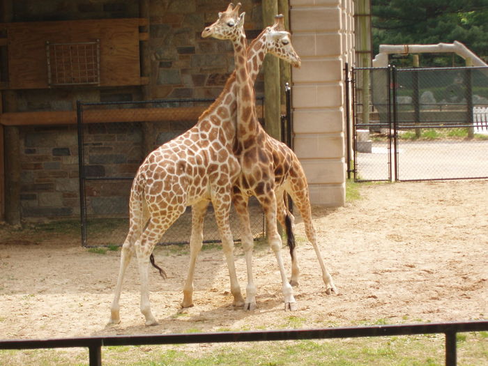 Giraffe calves on field in zoo
