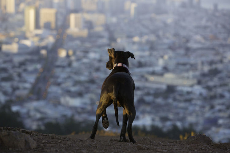 Rear view of dog on mountain against cityscape