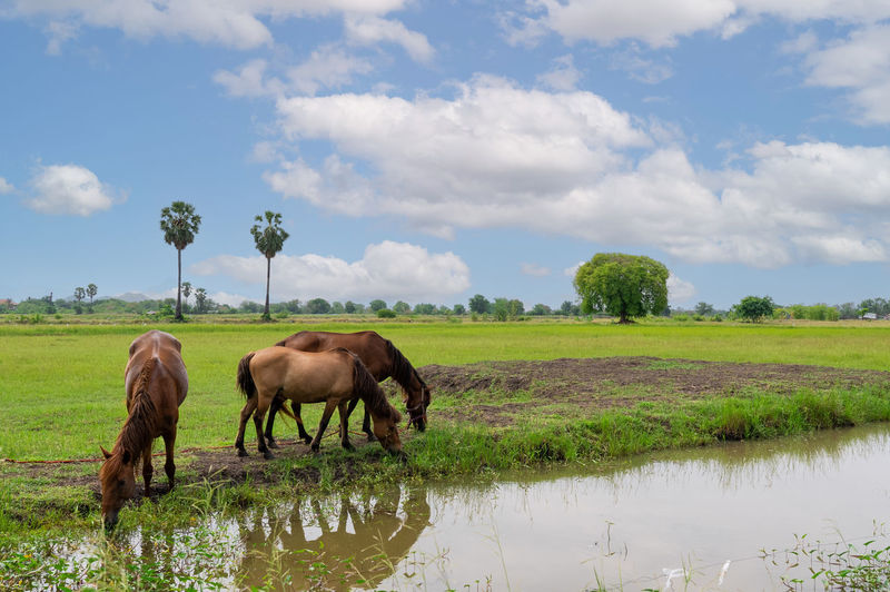 Horses grazing in a field