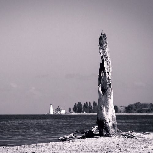 Tree trunk at beach against sky