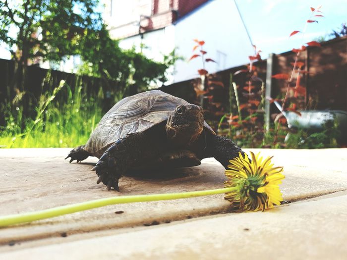 Tortoise reaching flower to feed 