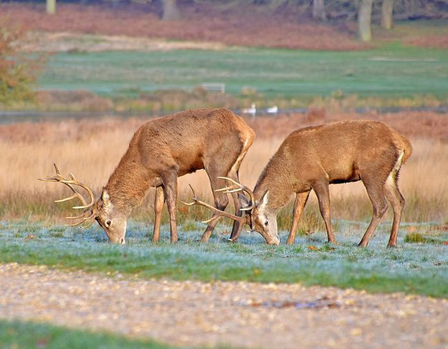 Deer grazing on grassy field at richmond park