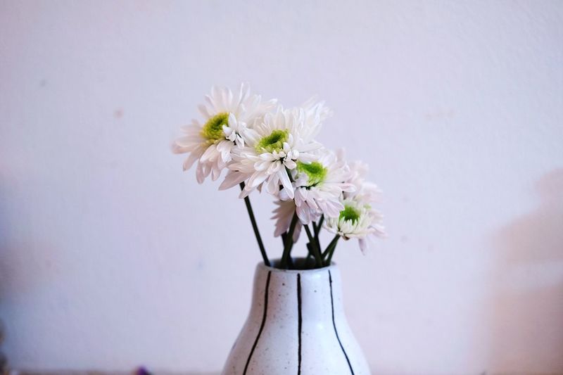 Close-up of white flowers in vase