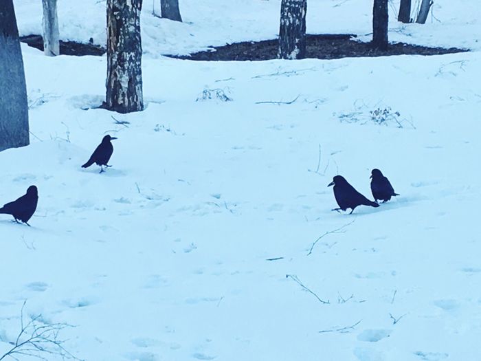 View of birds on snow covered land