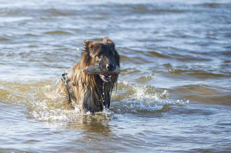 A german shepherd dog playing in water