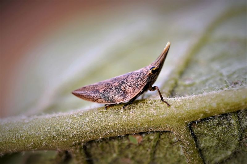 Macro photography of issid planthopper reveals how to walk it clearly. .