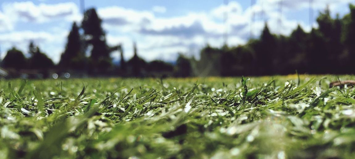 Surface level of grassy field