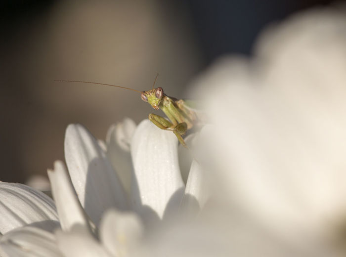 Close-up of mantis on white flowers