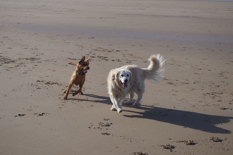 Two dogs running on sand at beach