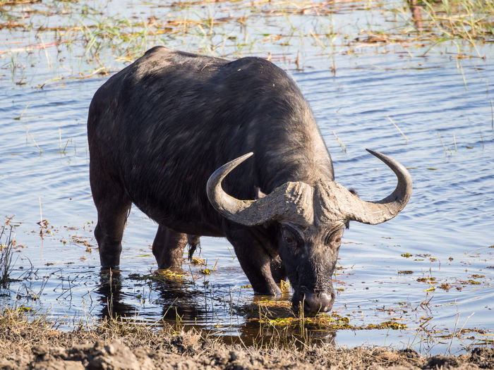 African water buffalo drinking in river, chobe national park, botswana
