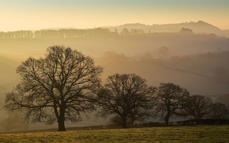 Bare trees on field against sky