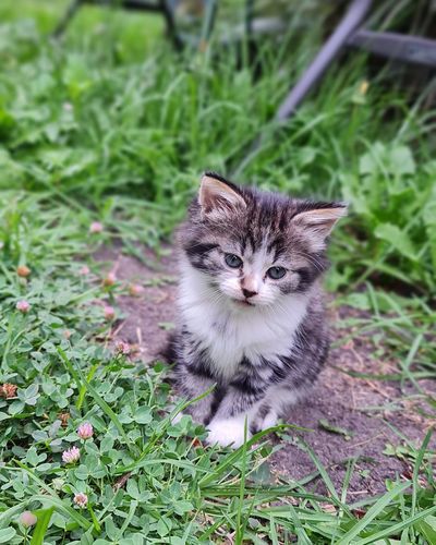 pet