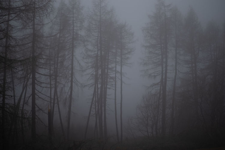 Trees in forest during foggy weather