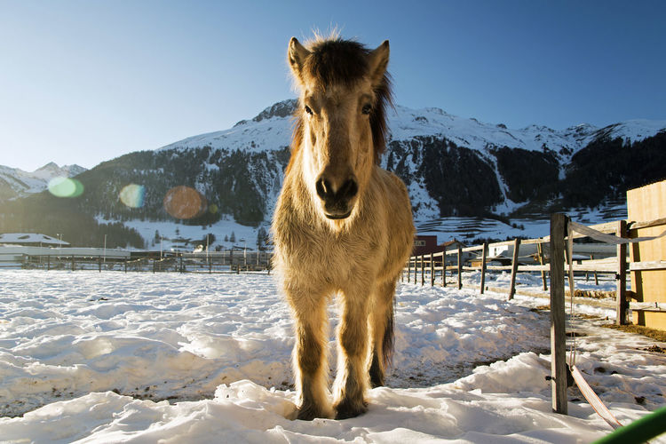 Horse on snow covered field against clear sky