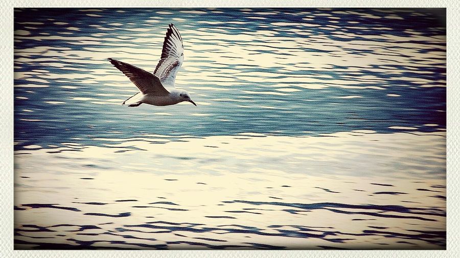 Seagull flying over the sea
