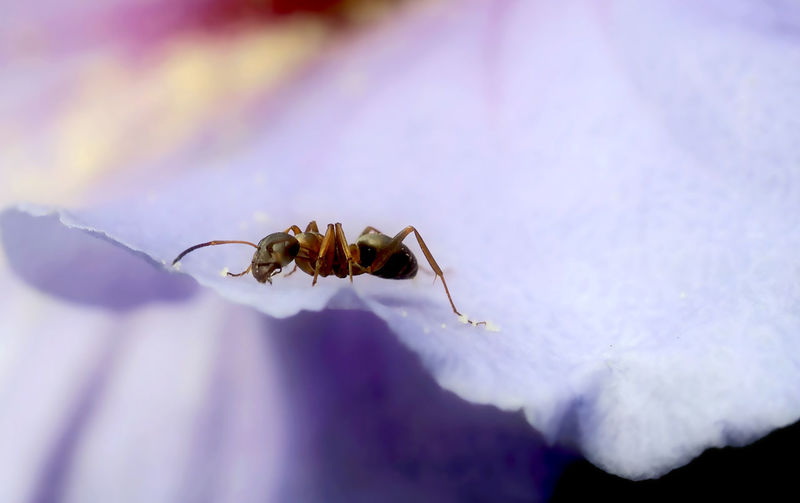Ant on purple petal