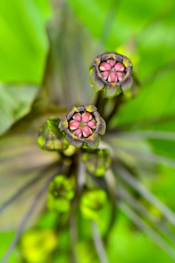Close-up of pink flower on plant