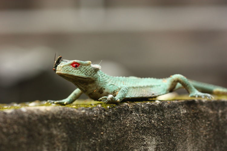 Close-up of lizard on railing