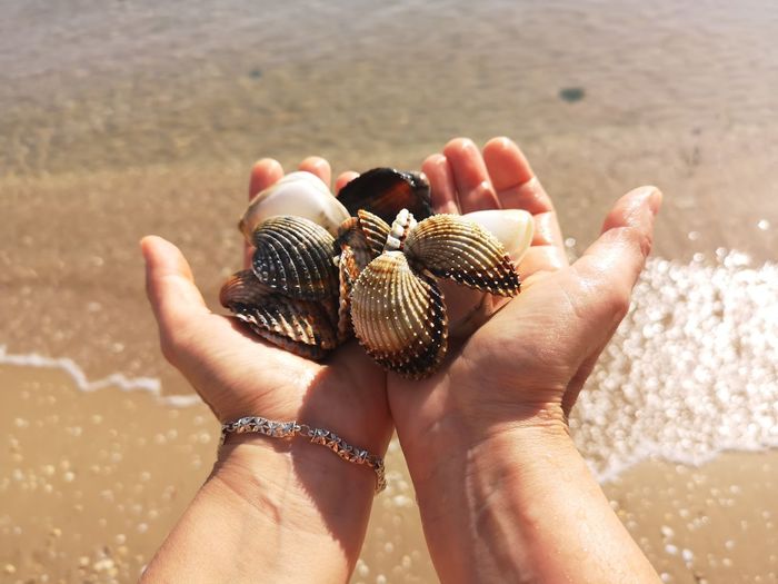 Midsection of woman holding seashells at beach