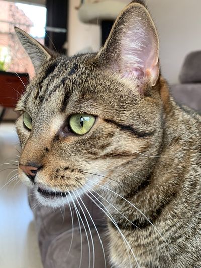 Close-up of a cat looking away