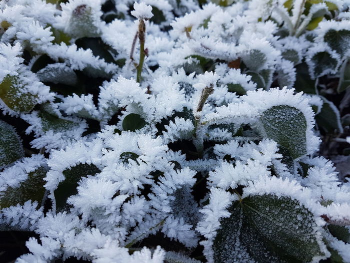 Close-up of white flowers