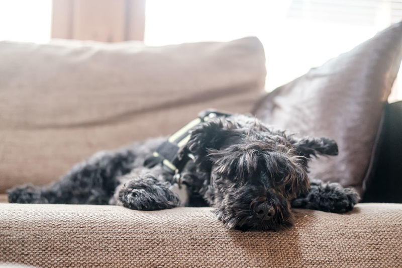 Cute shaggy schnauzer calmly and relaxedly lies on a soft sofa, he is tired after a walk and rests