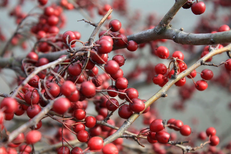 Close-up of berries growing on tree