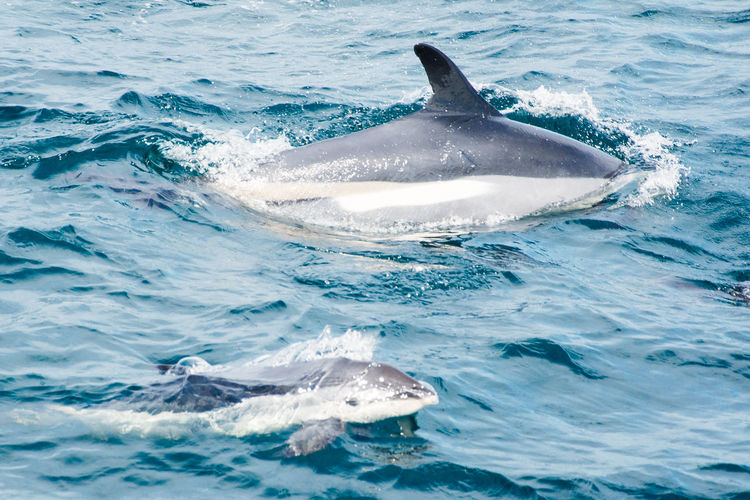 View of dolphin and baby dolphin swimming in sea