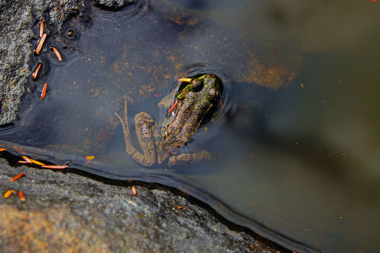 Close-up of frog in an adirondack mountain pond
