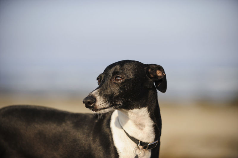 Close-up of italian greyhound against clear sky