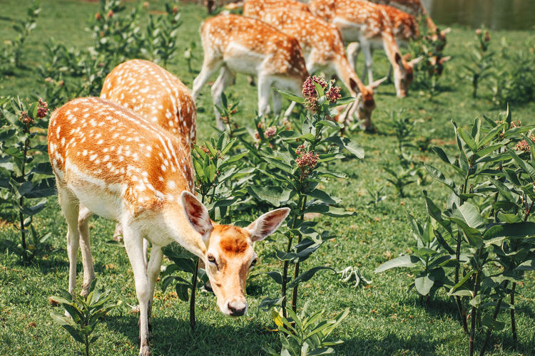 Group of young fallow deer eating grazing grass on summer outdoor. herd animals dama dama feeding 