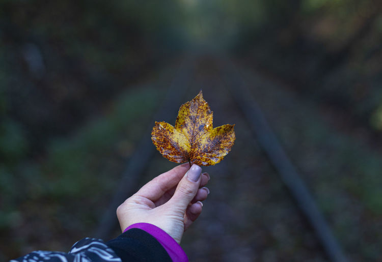 Close-up of hand holding maple leaf against rail road in forest