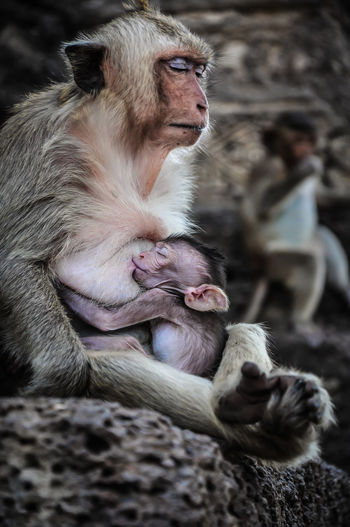 Monkey breastfeeding infant while sitting on rock