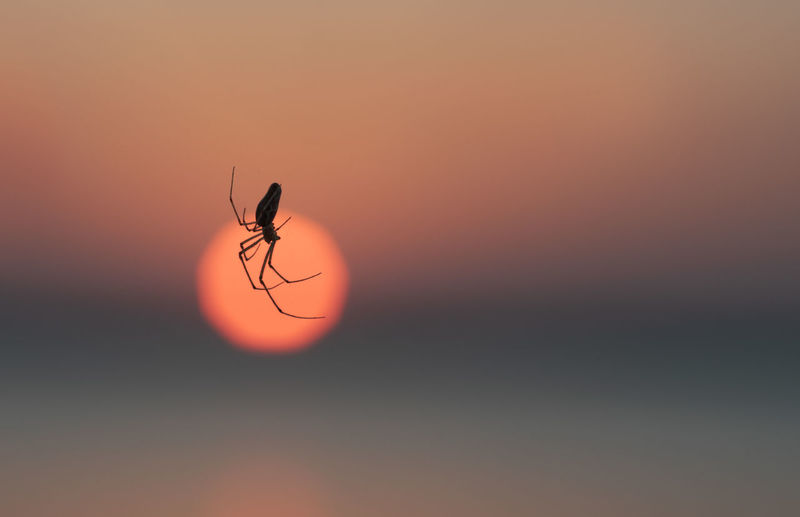 Close-up of spider on web against orange sky