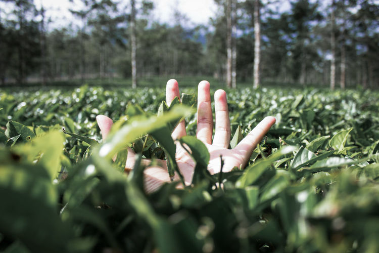 Close-up of hand amidst plants