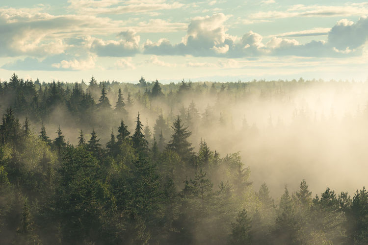 Spruce fir forest in the fog