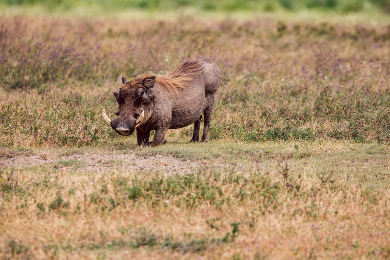 Warthog on a field